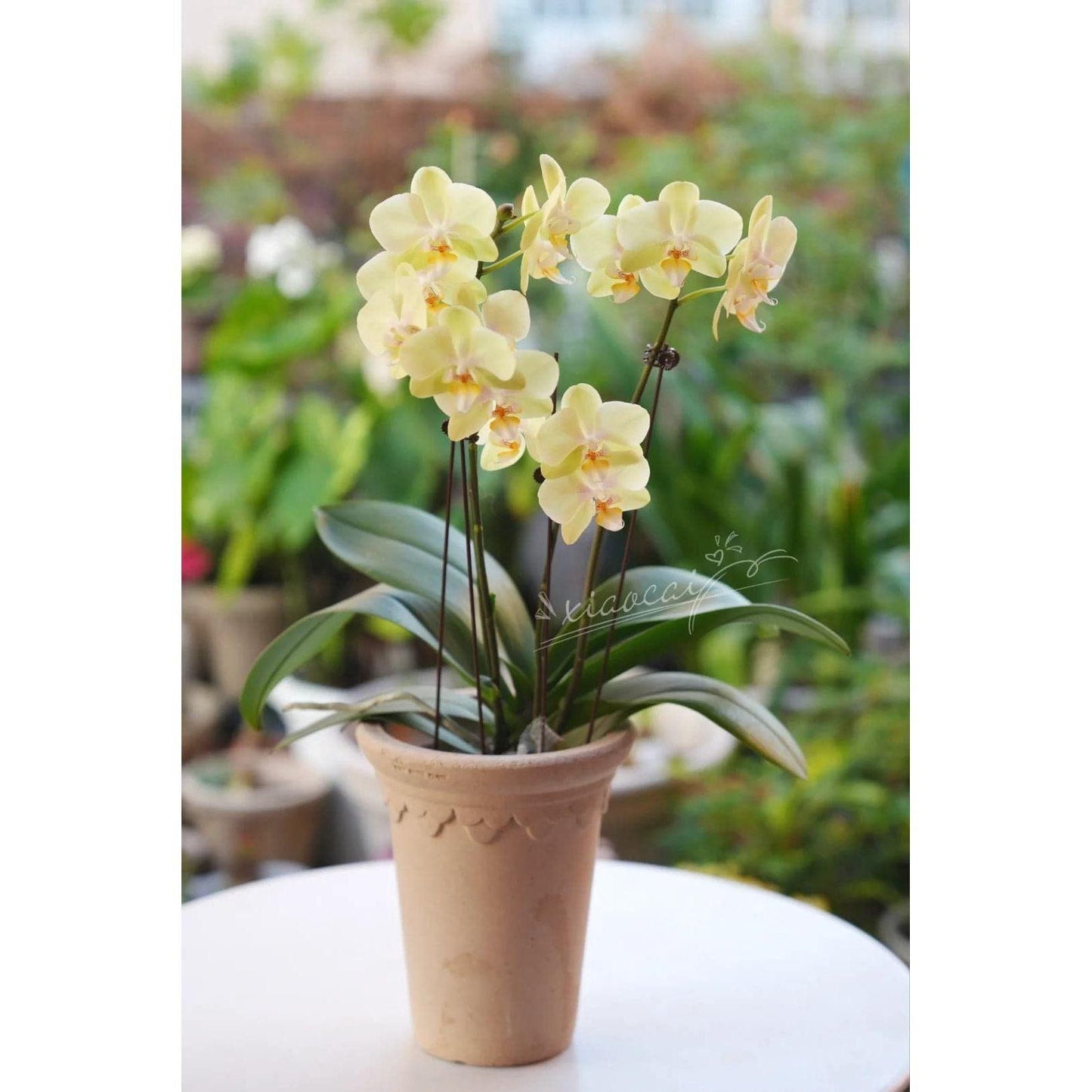 7 inch brown Clover-style tall pot with a yellow orchid plant, perfect for adding elegance to indoor decor.