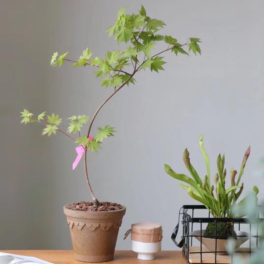 8-inch brown clay planter featuring an indoor Japanese Maple tree, perfect for enhancing indoor decor with a touch of elegance.