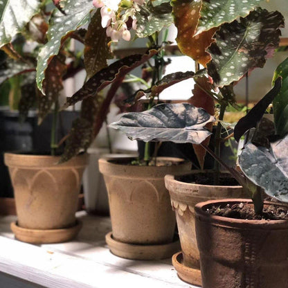 Clay pots with matching saucers on a shelf, ideal for indoor plants. Provides water drainage and surface protection with rustic charm.