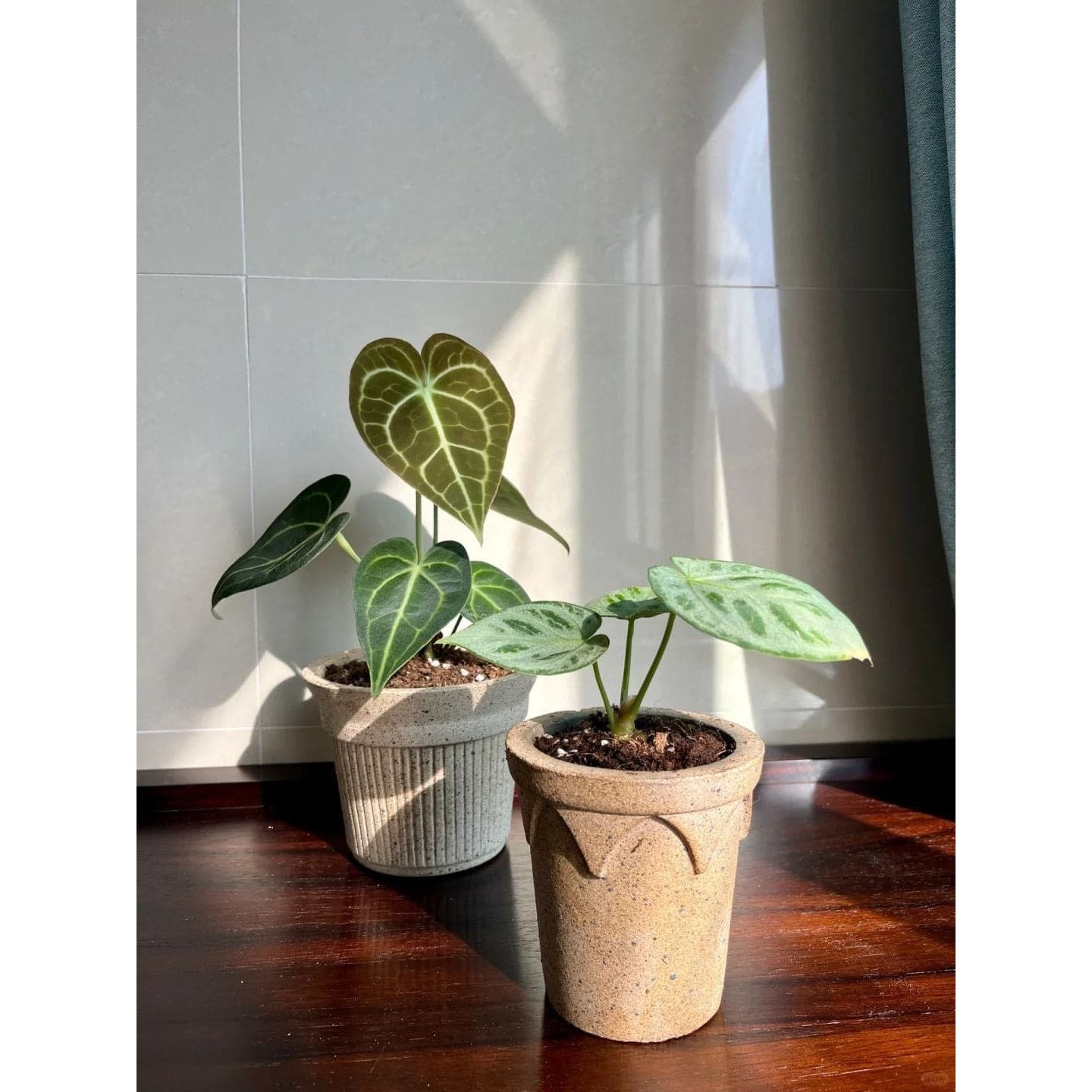 Crown Pot planter - Marrakech(brown)Claywares