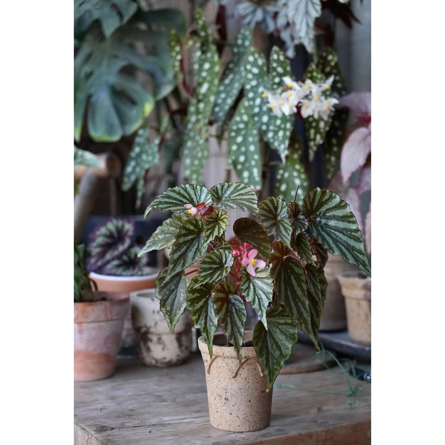 Crown Pot planter - Marrakech(brown)Claywares