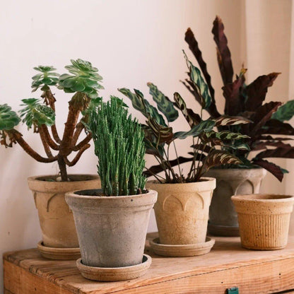 Set of crown-shaped clay planters in various sizes and earthy tones, ideal for medium to large indoor plants, showcasing rustic charm and elegance.